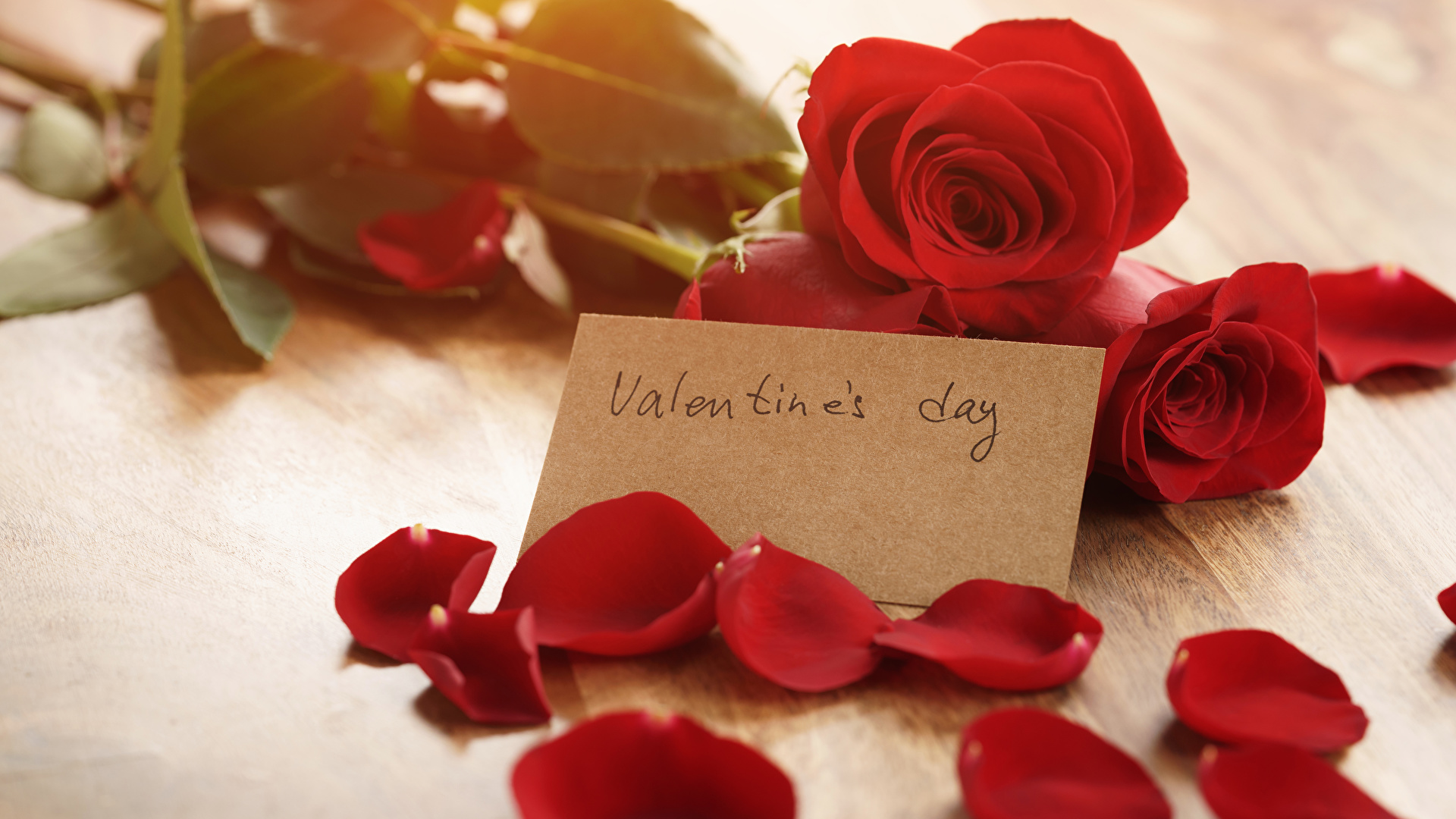 Garden Roses, Petal, Valentines Day, Gift, Rose Hd - Petal , HD Wallpaper & Backgrounds