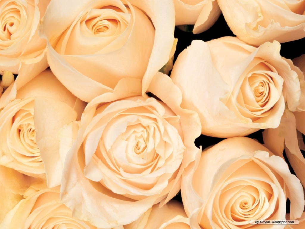Free Flower Wallpaper - Close Up Flower Bouquet , HD Wallpaper & Backgrounds