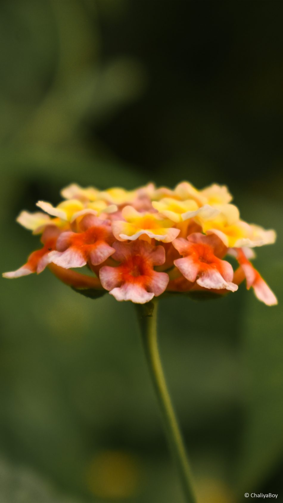 Lantana Flower Micro 4k Ultra Hd Mobile Wallpaper - Lantana Camara , HD Wallpaper & Backgrounds