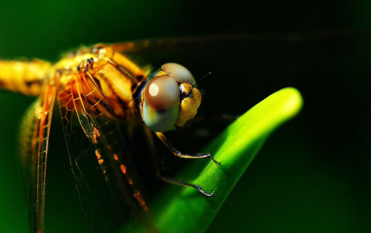 Dragonflies Eyes Wallpapers And Stock Photos - Polarizer Filter Star Photography , HD Wallpaper & Backgrounds