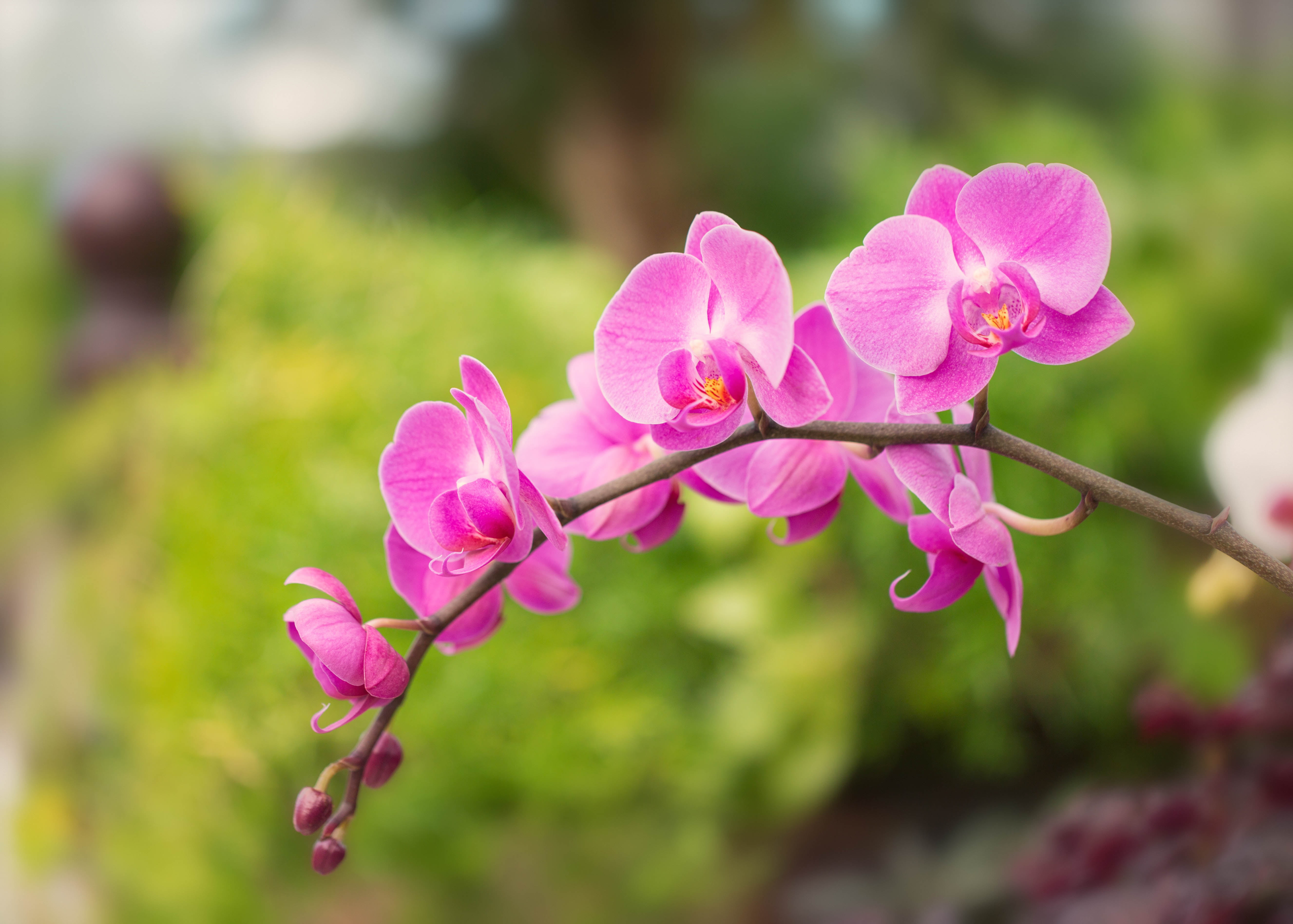 Micro Photography View Of Purple Moth Orchids Hd Wallpaper - Sweet Pea , HD Wallpaper & Backgrounds
