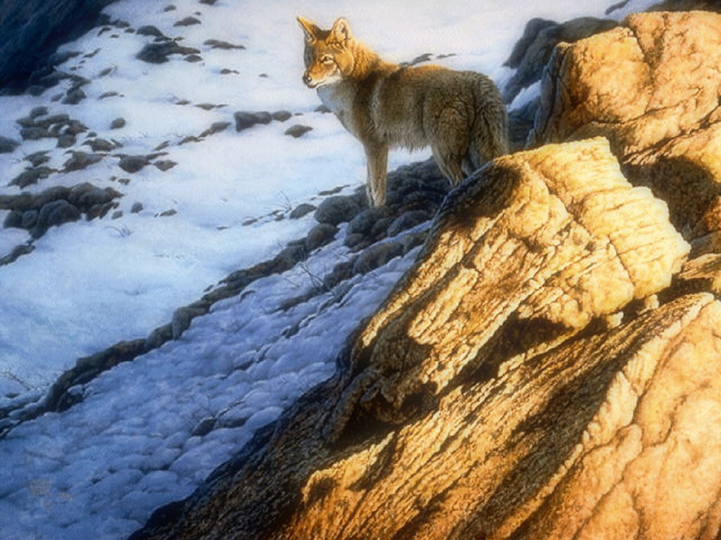 Cable Late Painting Art Canine Hunt Snow Rocks Wolf - Swift Fox , HD Wallpaper & Backgrounds