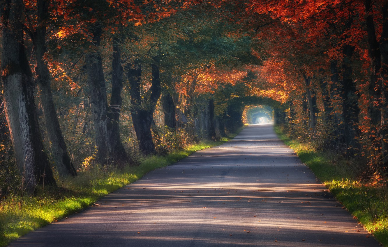 Photo Wallpaper Road, Autumn, Trees, The Tunnel, Poland, - Poland Autumn , HD Wallpaper & Backgrounds