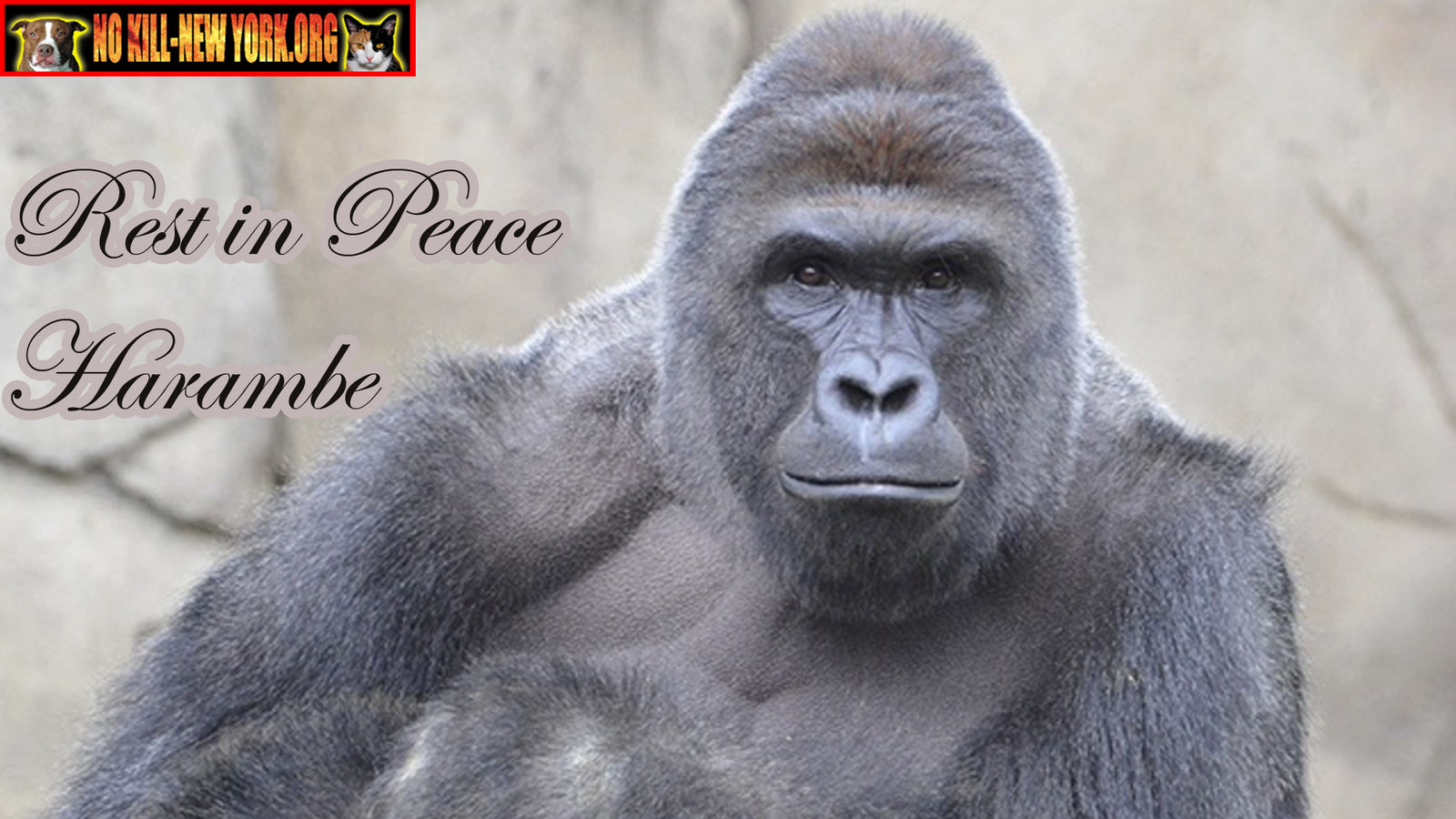 Harambe Cartoon Wallpaper Hd Images Full A Song For - Gorilla Harambe , HD Wallpaper & Backgrounds