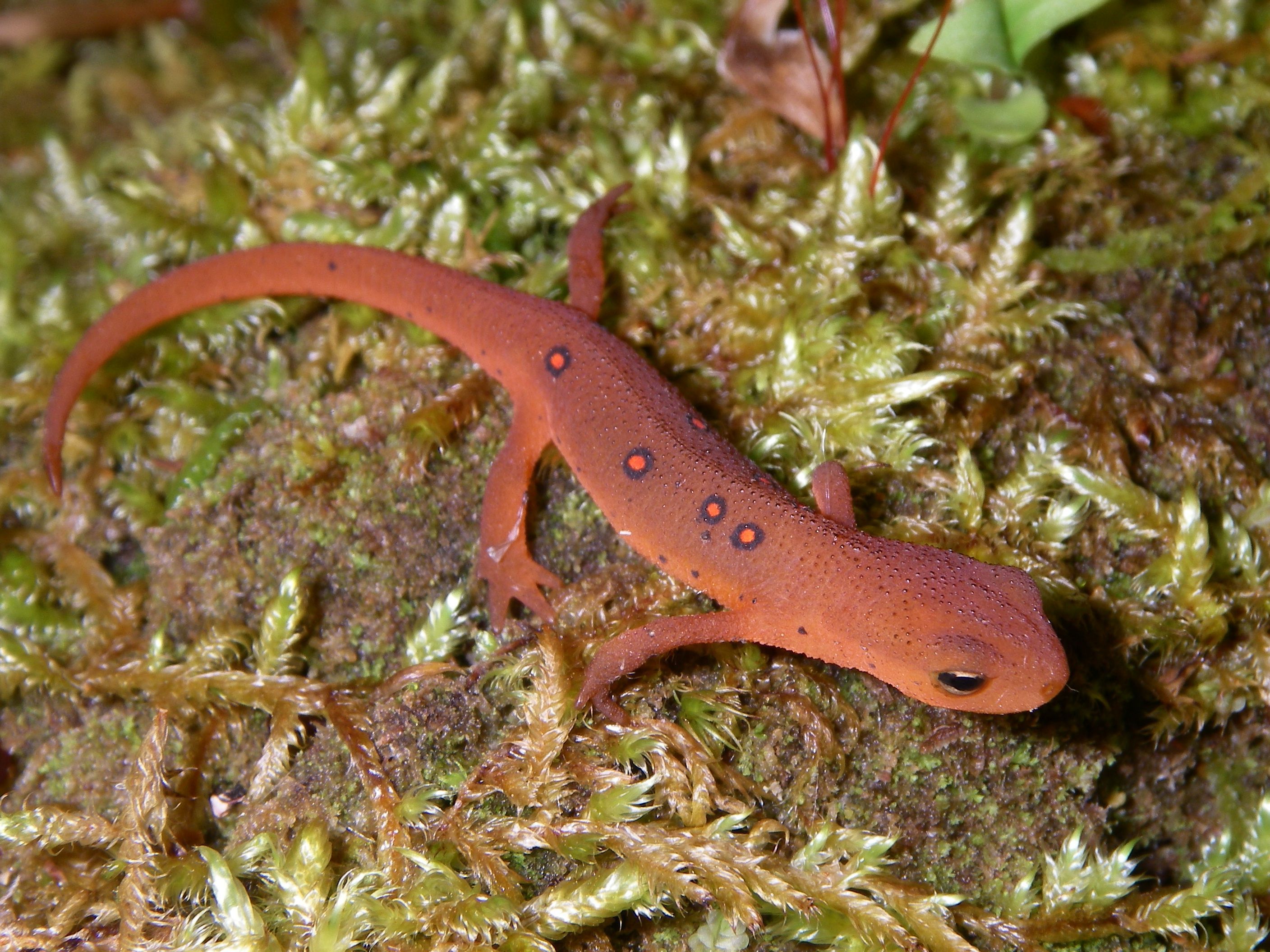 Eastern Newt Wallpaper For Computer - Newts Of Ontario , HD Wallpaper & Backgrounds