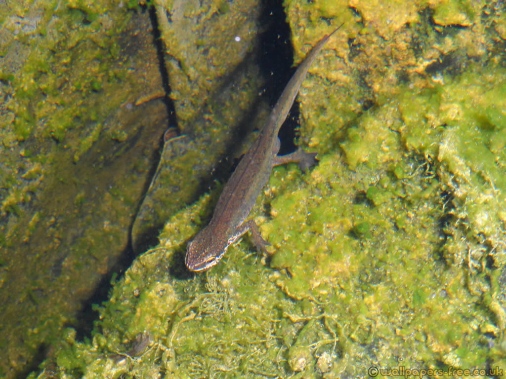 Newt In The Water - Eel , HD Wallpaper & Backgrounds