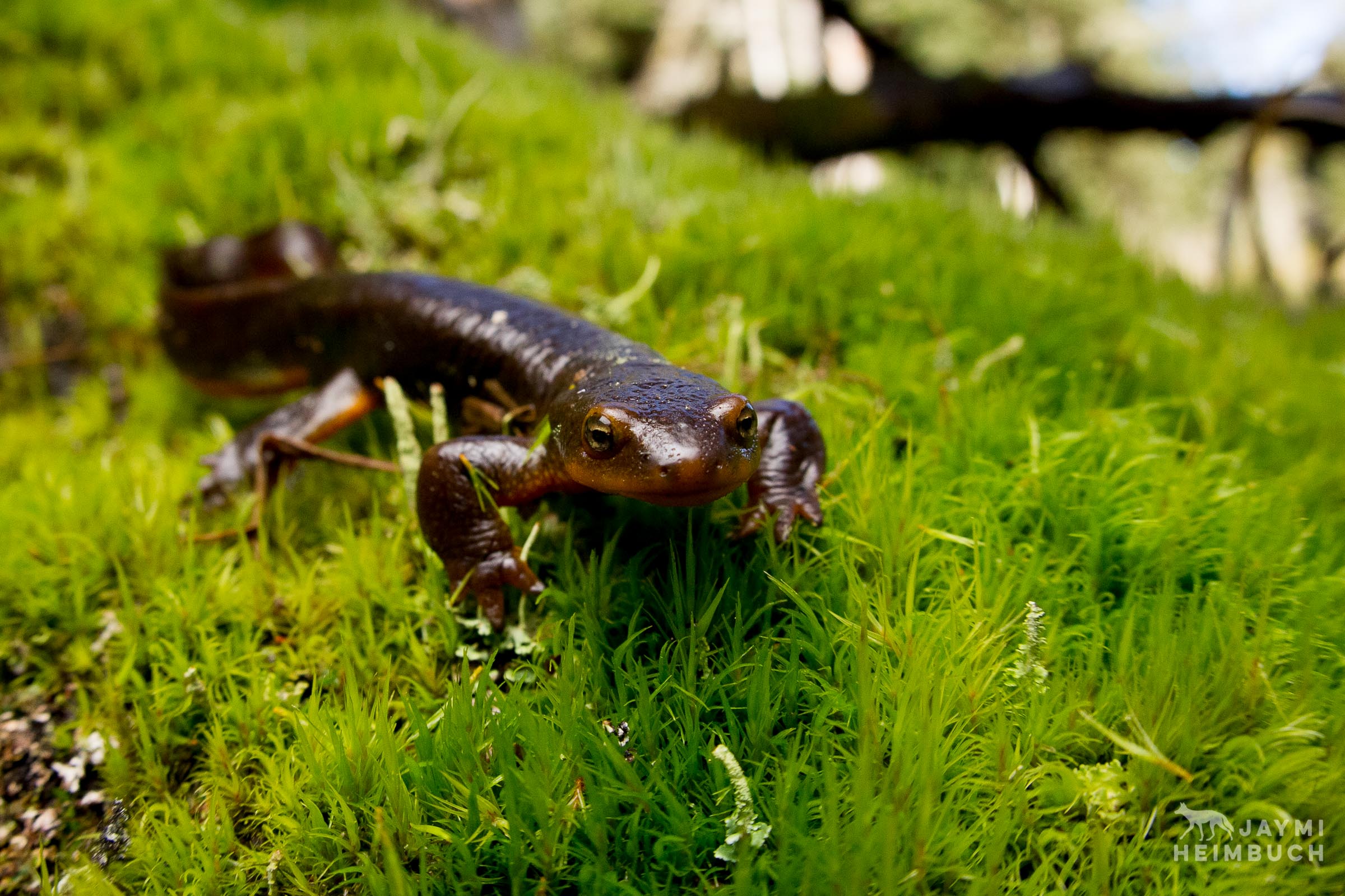 Can A Newt Kill You - Salamander Newt , HD Wallpaper & Backgrounds
