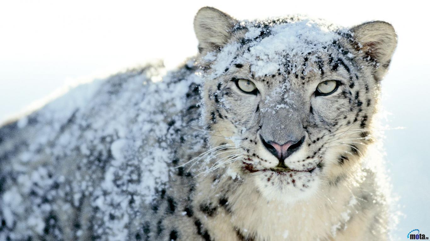 Snow Leopard Mac , HD Wallpaper & Backgrounds