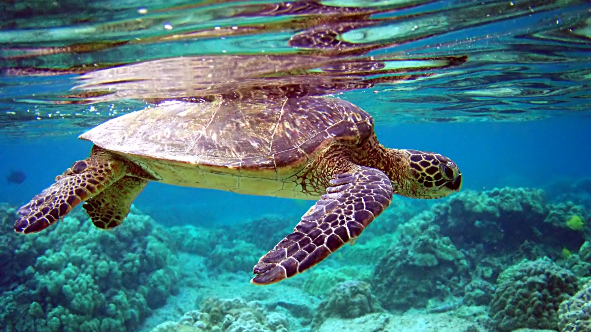 Water Tortoise Photos - 1080p Underwater Wallpaper Hd , HD Wallpaper & Backgrounds