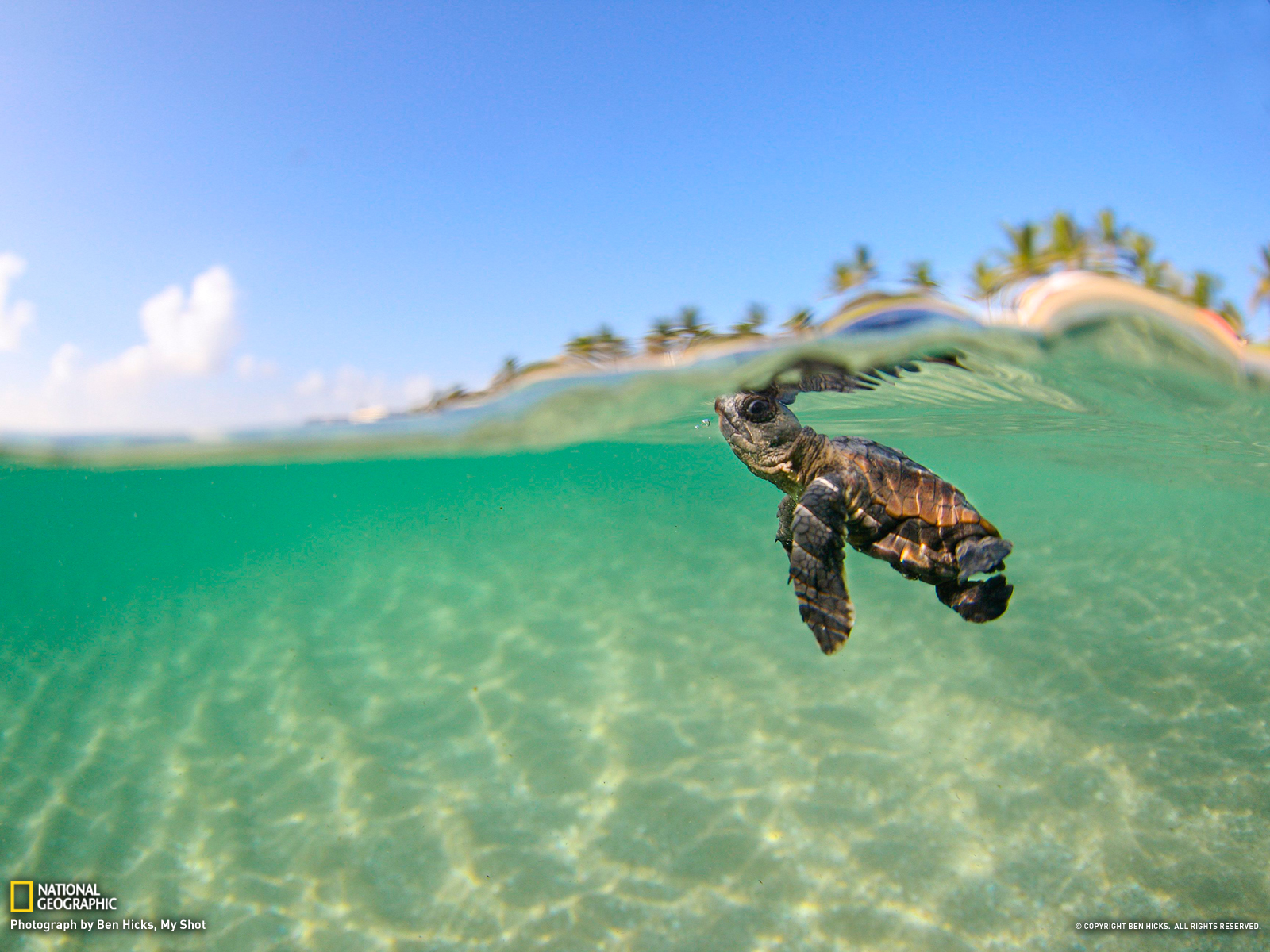 Cute Tortoise Background Wallpaper - Baby Loggerhead Sea Turtle , HD Wallpaper & Backgrounds