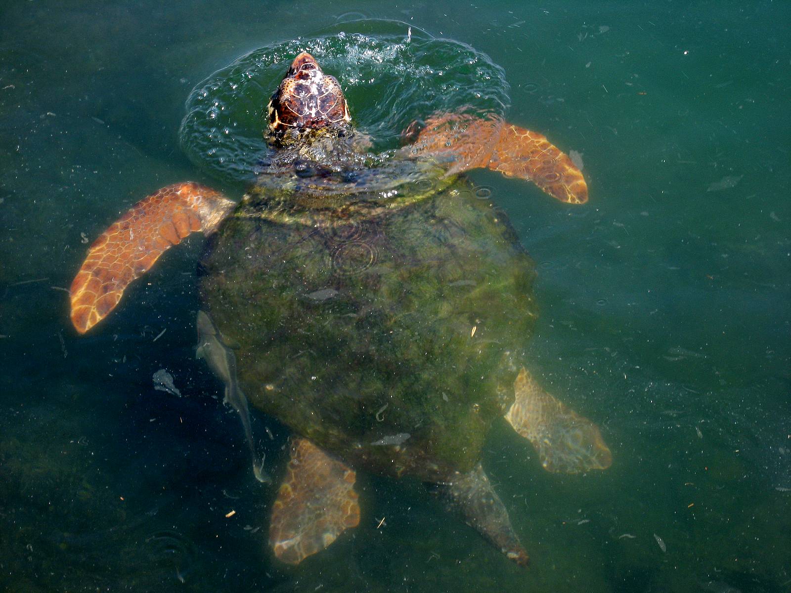 Download Turtle Sea Caretta Water Photo - Loggerhead Sea Turtle , HD Wallpaper & Backgrounds