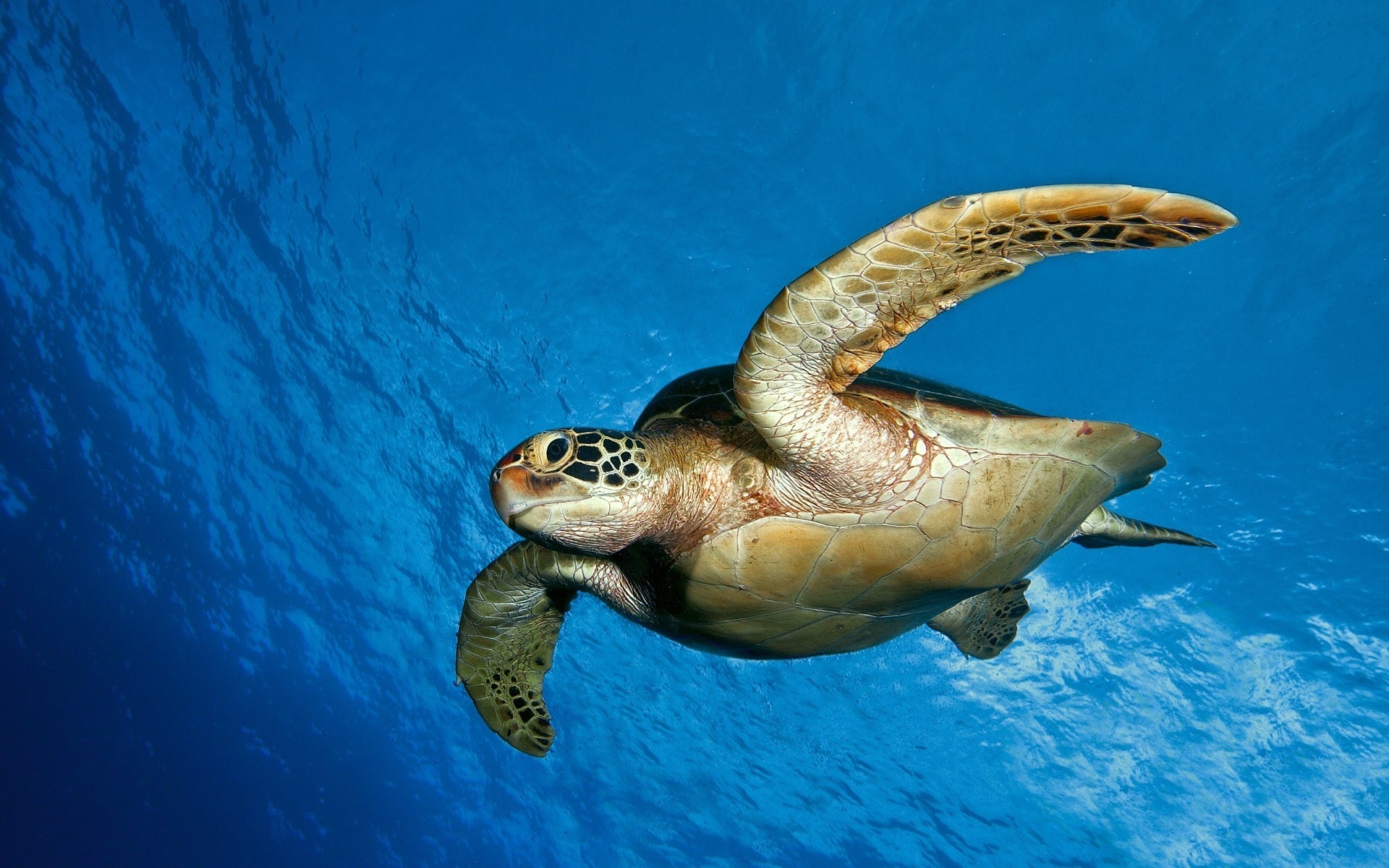 Free Turtle Wallpapers - Hawksbill Sea Turtle Hd , HD Wallpaper & Backgrounds