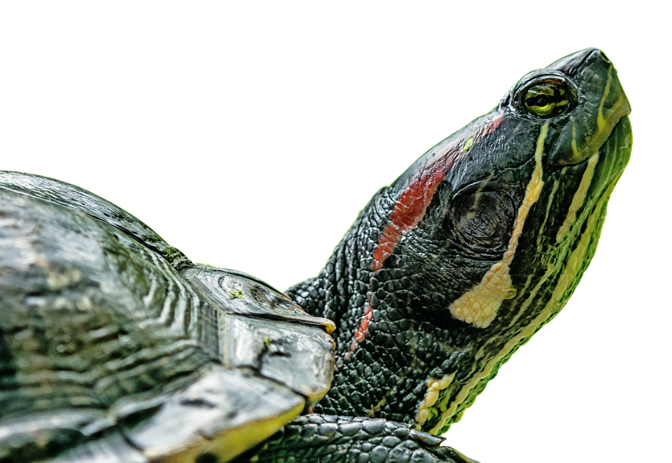 Turtle, Panzer, Animal, Water Turtle - Wasserschildkröte Png , HD Wallpaper & Backgrounds