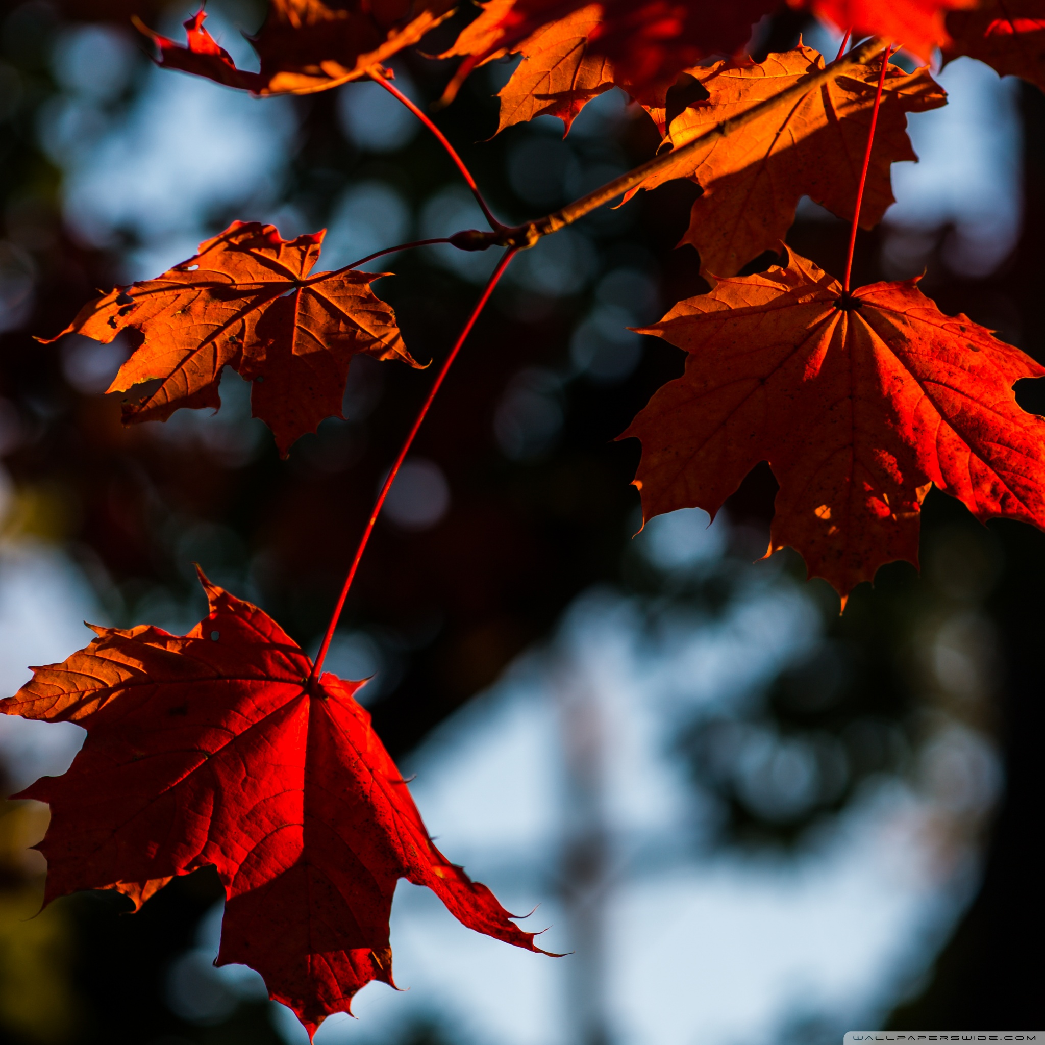 Ipad - Maple Leaf , HD Wallpaper & Backgrounds