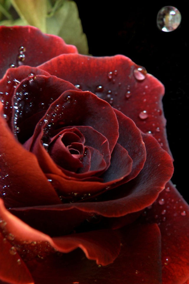 Iphone Iphone 4 Beloved Wallpaper Hd Wallpapers - Water Dew On Rose , HD Wallpaper & Backgrounds