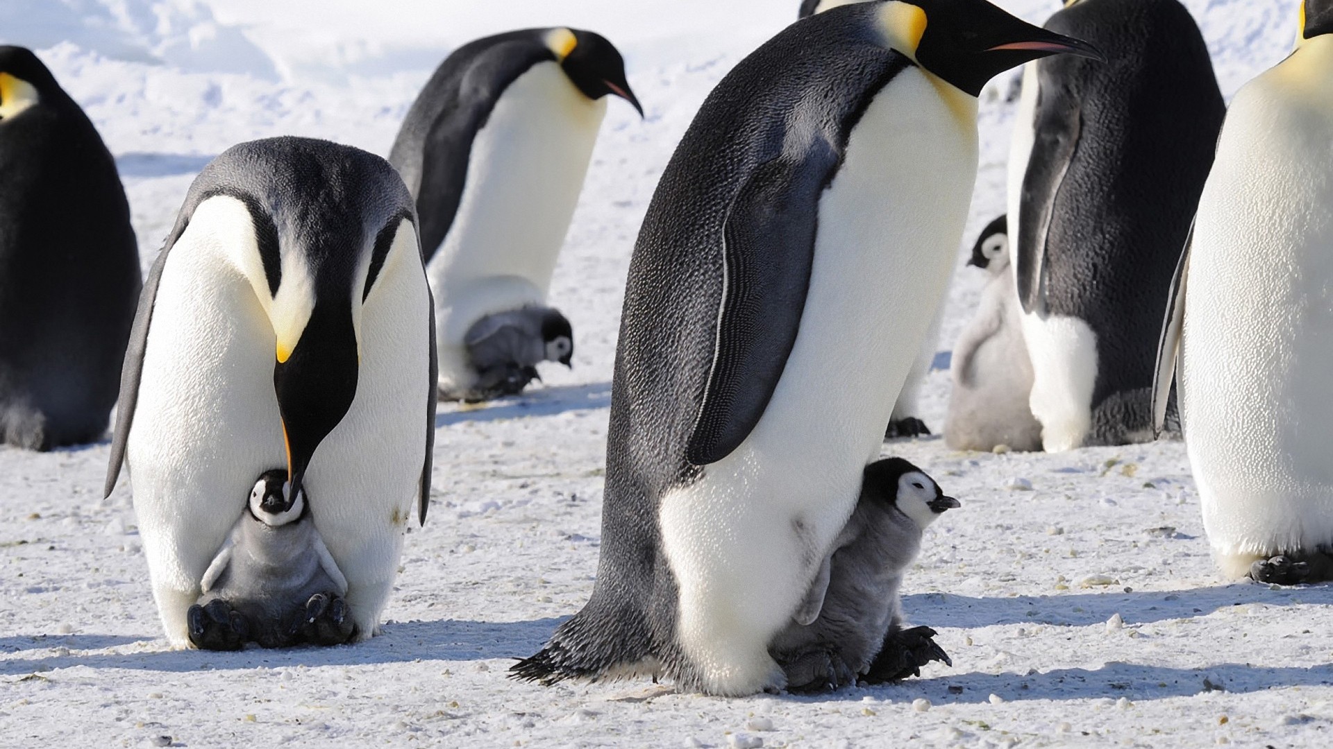 Penguin Antarctica Hd , HD Wallpaper & Backgrounds