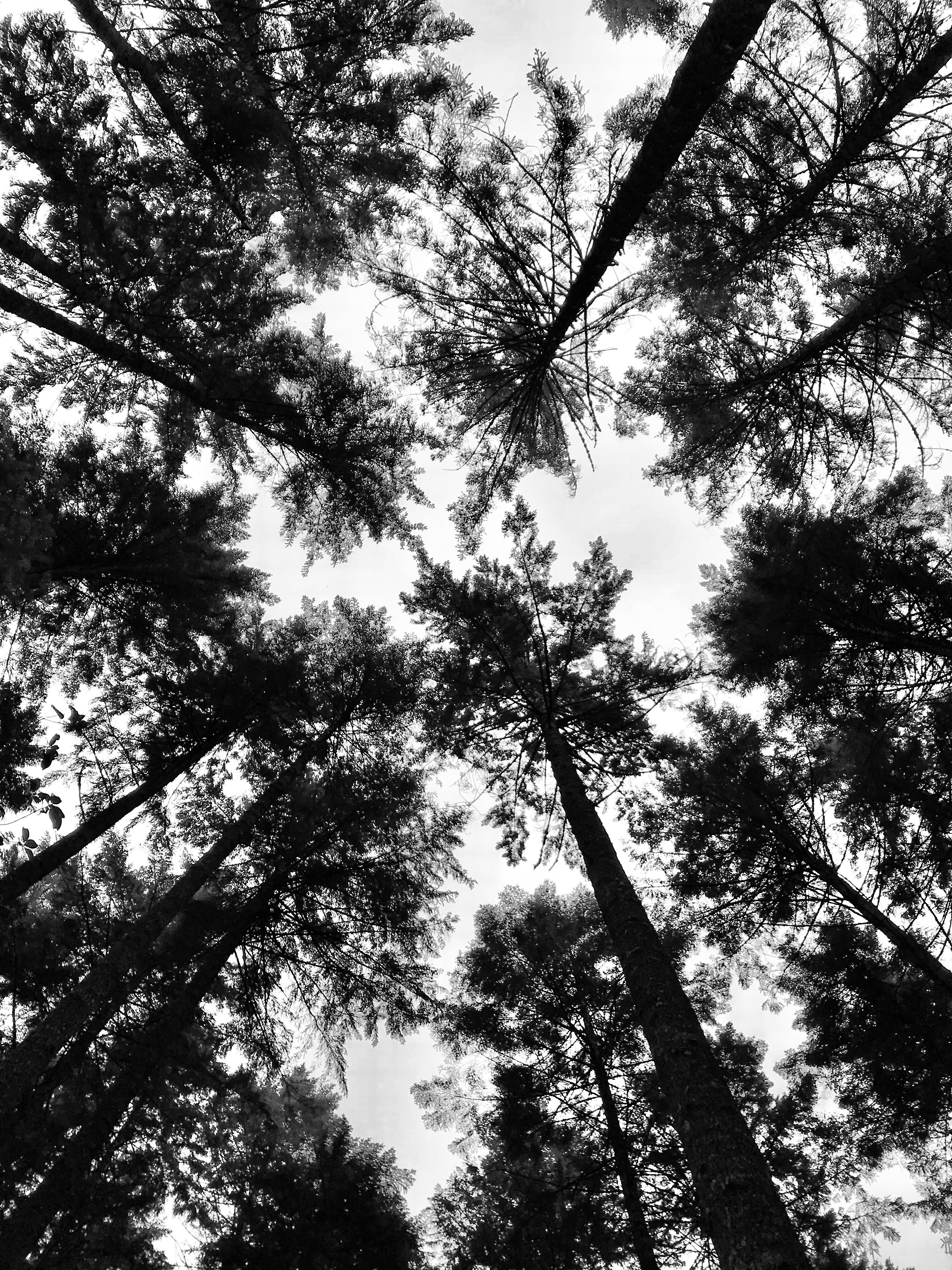 Wallpaper Trees, Crowns, Forest, Tops, Bw, View, Dizzy , HD Wallpaper & Backgrounds