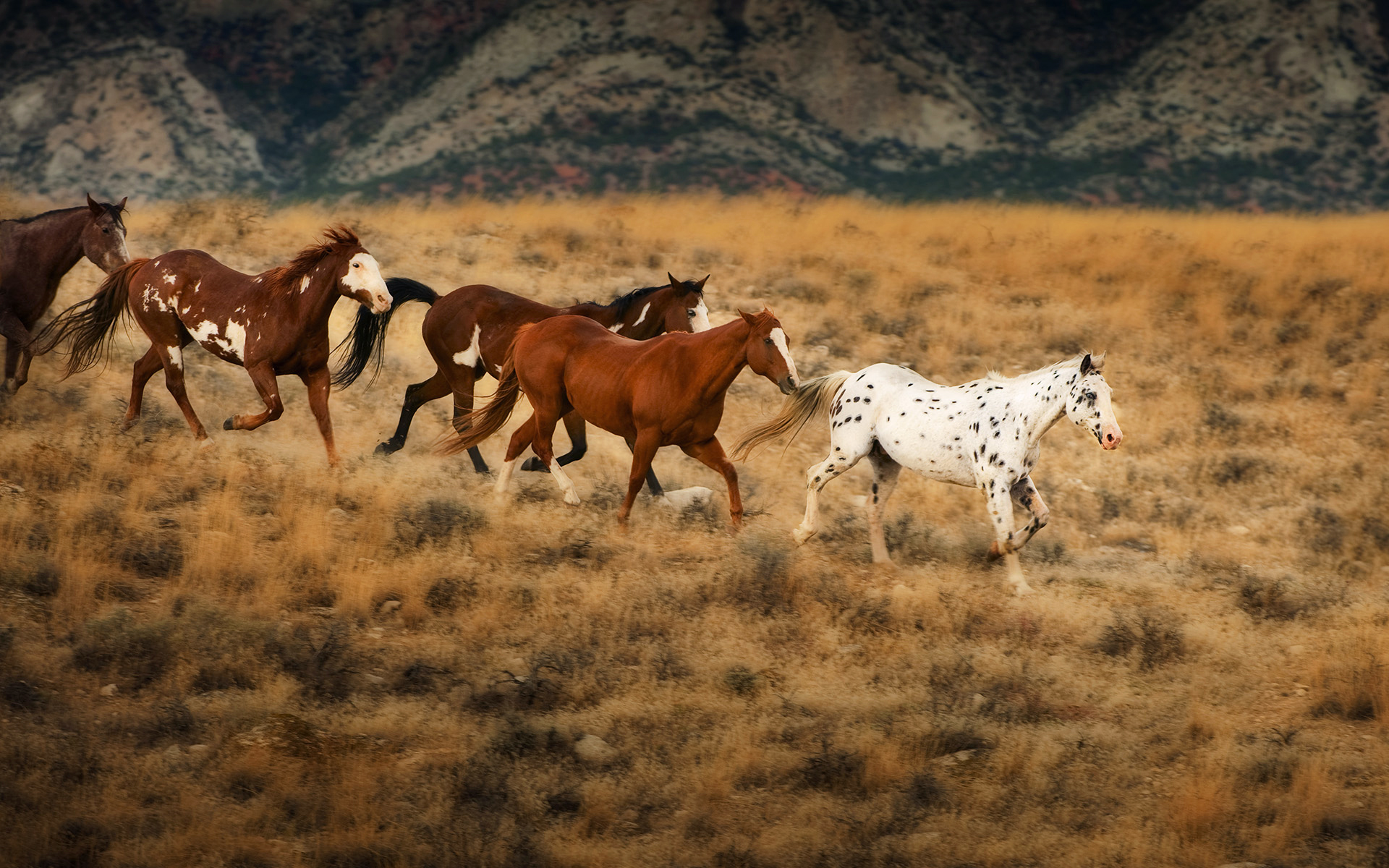 Blondeprincess Pinkmare And Jessowey Images Wild Horses - Wild Horses , HD Wallpaper & Backgrounds