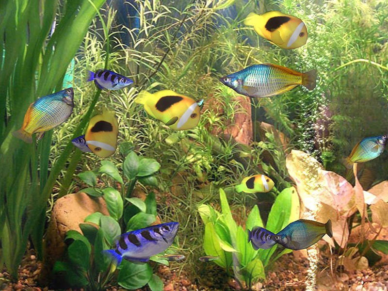 Aquarium Desktop,akvaryum Masaüstü,akvaryum Duvar Kağıtları,aqua - Free Download Screen Saver , HD Wallpaper & Backgrounds