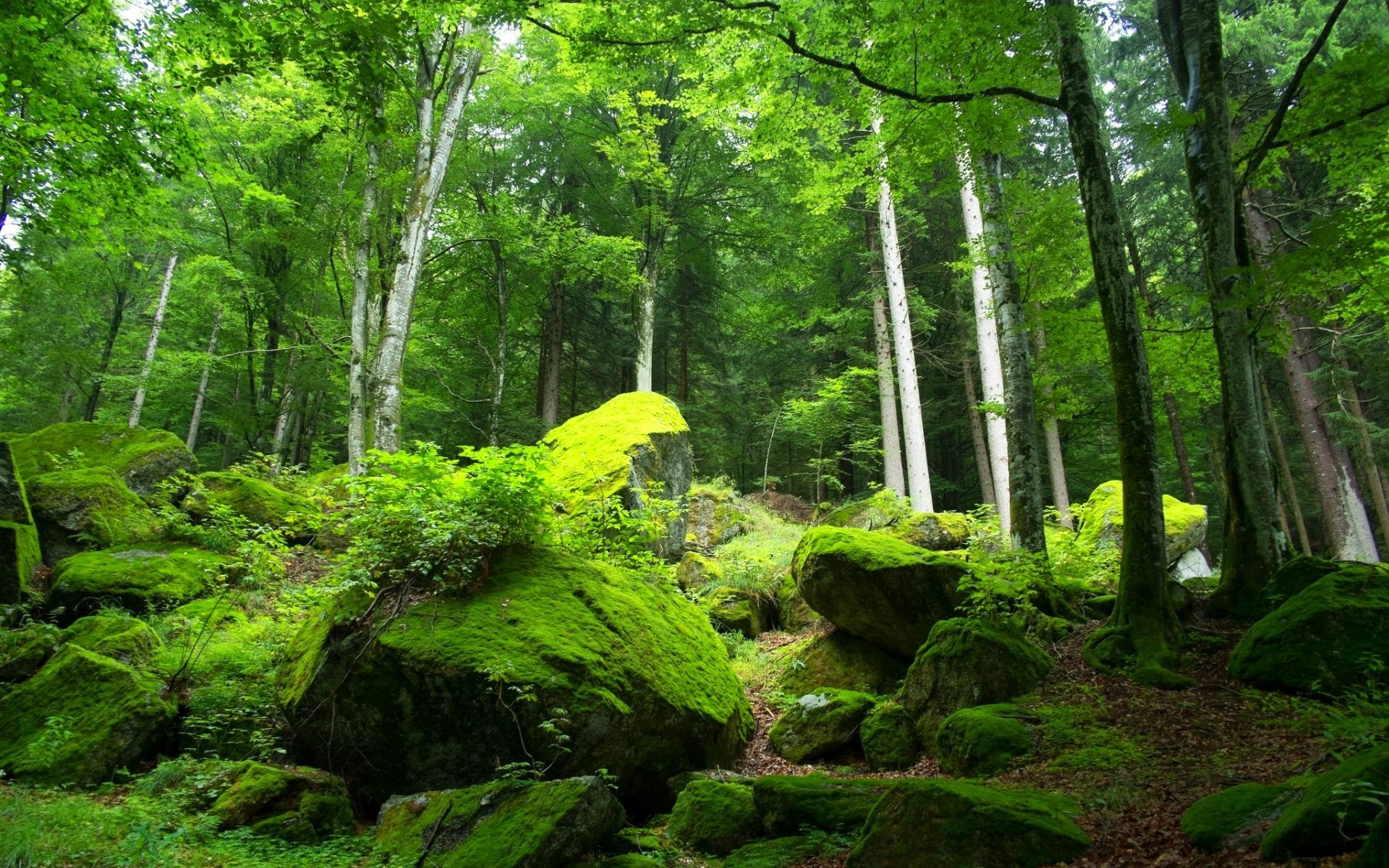 Old-growth Forest , HD Wallpaper & Backgrounds
