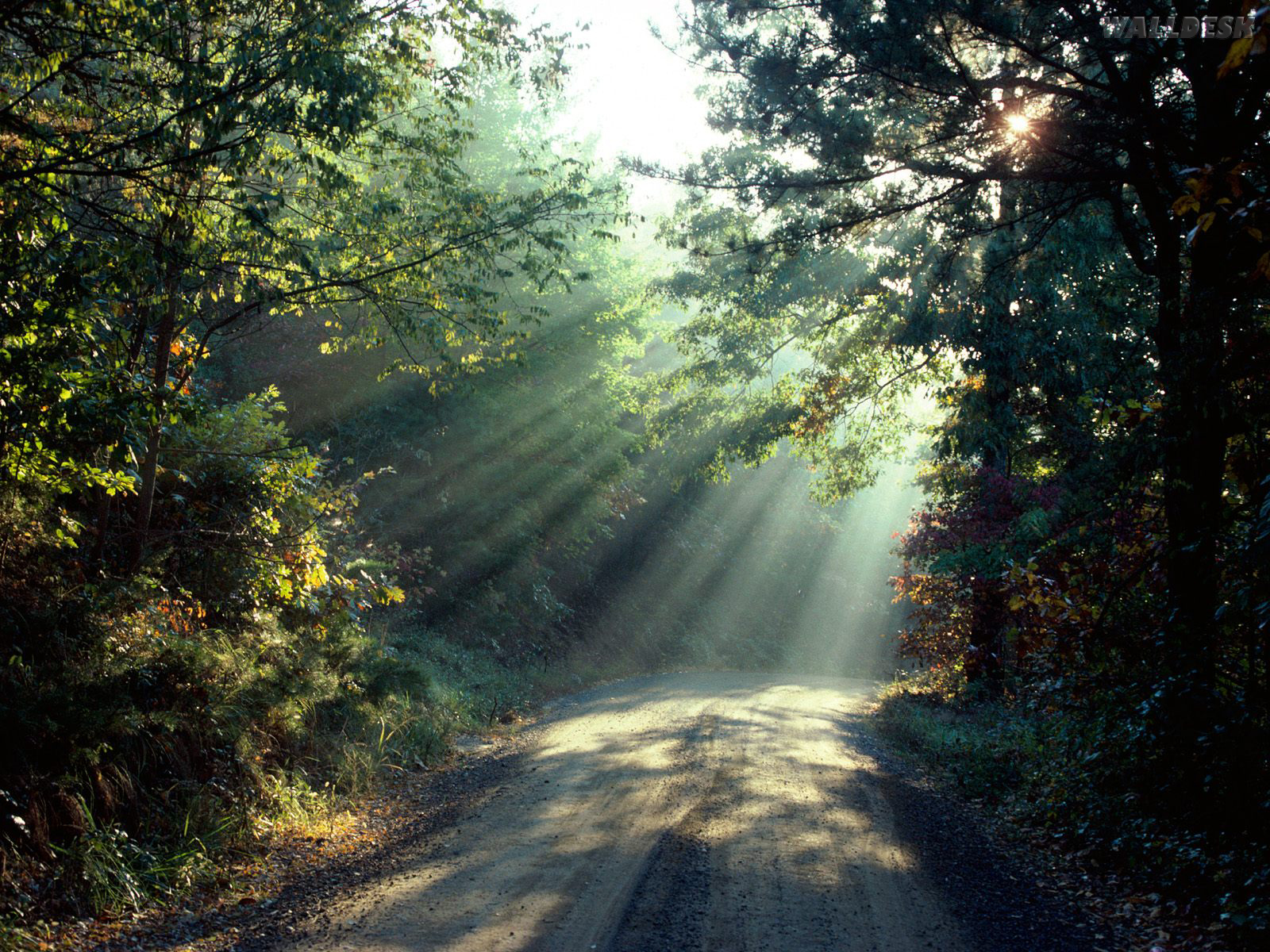 A Luz Do Sol Na Floresta Papeis De Parede - Light At The End Of The Road , HD Wallpaper & Backgrounds