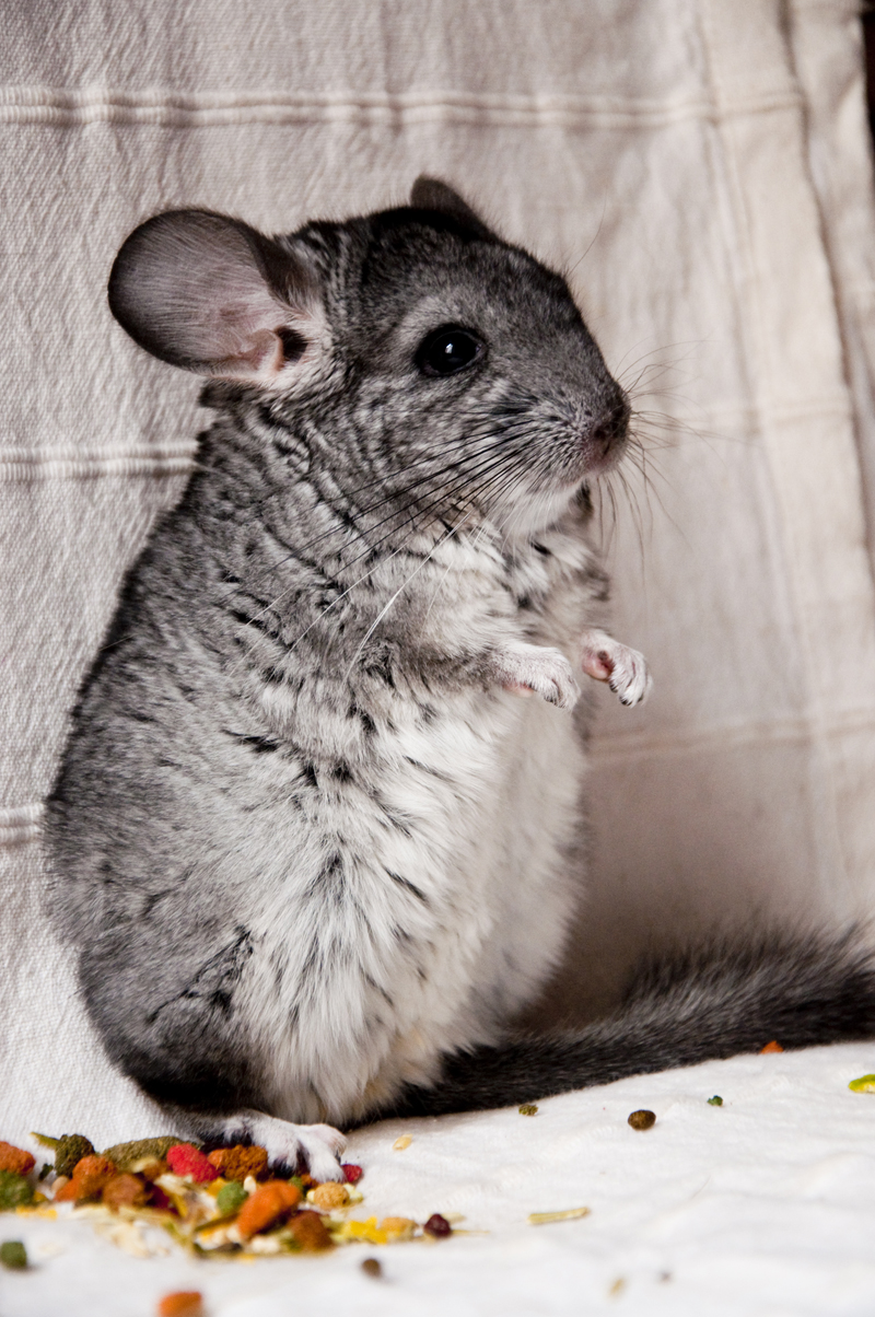 Chinchilla Wallpaper - Chinchilla Kawaii , HD Wallpaper & Backgrounds