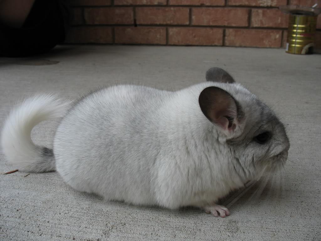 Chinchilla Wallpaper - Chinchilla , HD Wallpaper & Backgrounds