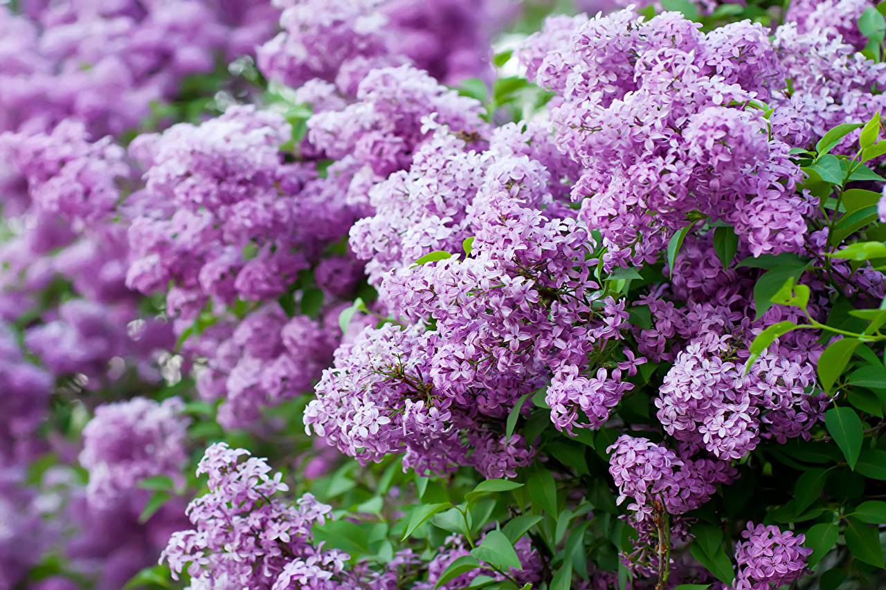 1280 X - Spring Lilacs , HD Wallpaper & Backgrounds