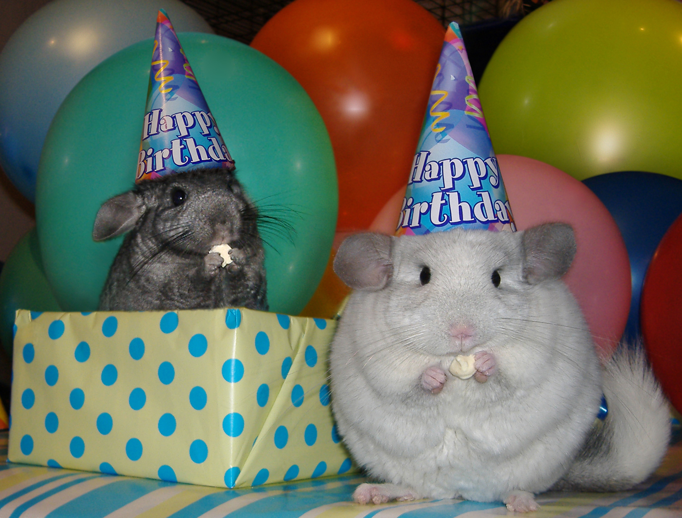 Chinchilla Images Birthday Chinchillas Hd Wallpaper - Happy Birthday Chinchilla , HD Wallpaper & Backgrounds