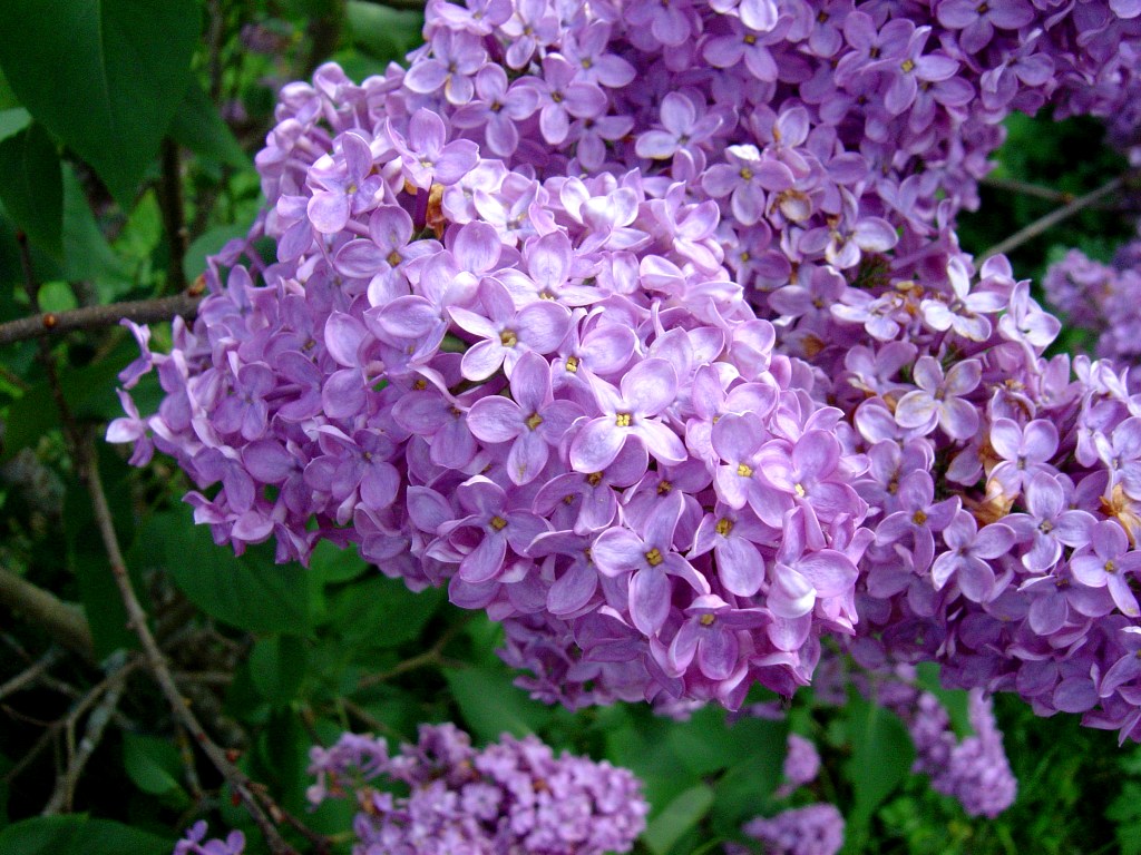 Lavender Flower Wide Wallpaper - Lilas Flowers , HD Wallpaper & Backgrounds