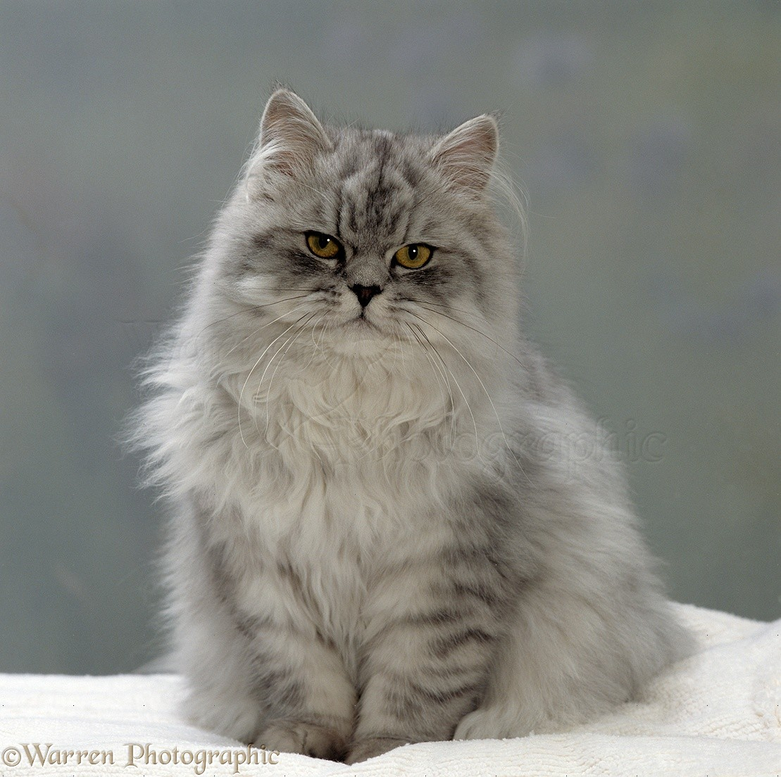Excelent Chinchilla Persian Cat Photo Wp15549 Ideas - Chinchilla Persian Cat Adult , HD Wallpaper & Backgrounds
