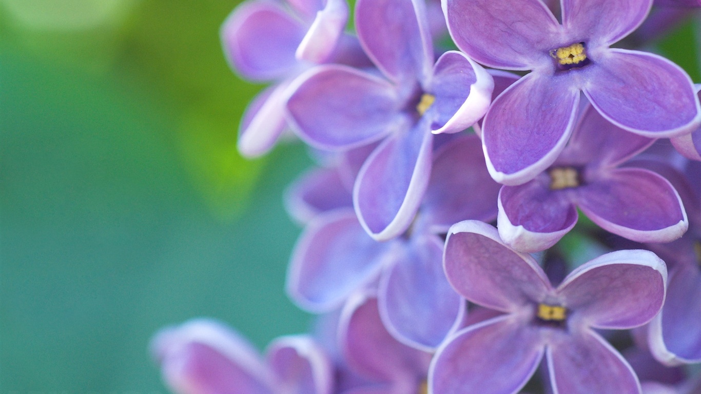 Fleurs Lilas Macro, Vert Ã©meraude Fond, Le Printemps - Happy Mother's Day Lilacs , HD Wallpaper & Backgrounds