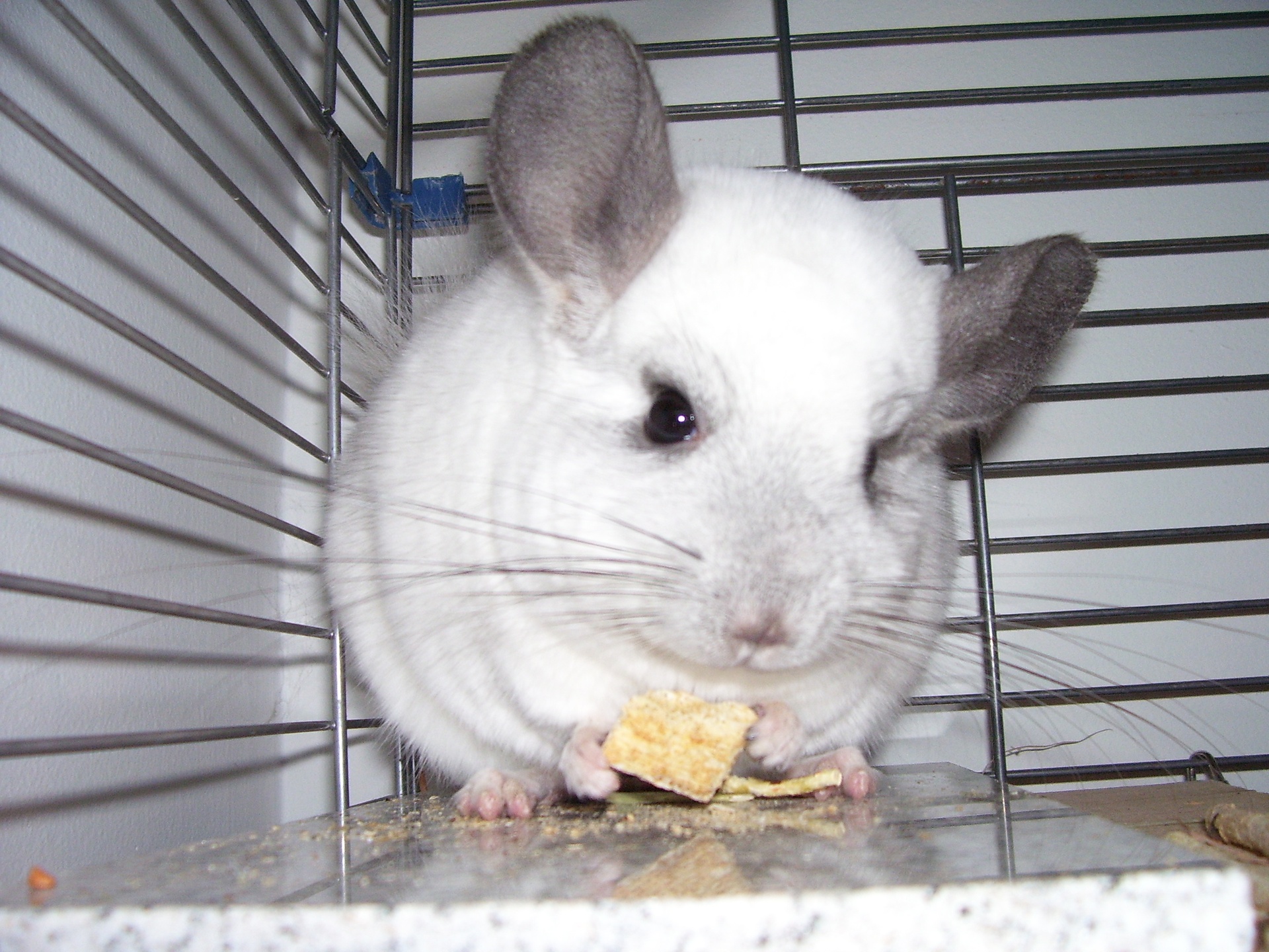 Can I Get A Chinchilla , HD Wallpaper & Backgrounds