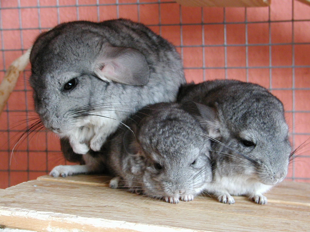 Chinchilla Images Cute Chinchillas Hd Wallpaper And - Chinchilla , HD Wallpaper & Backgrounds