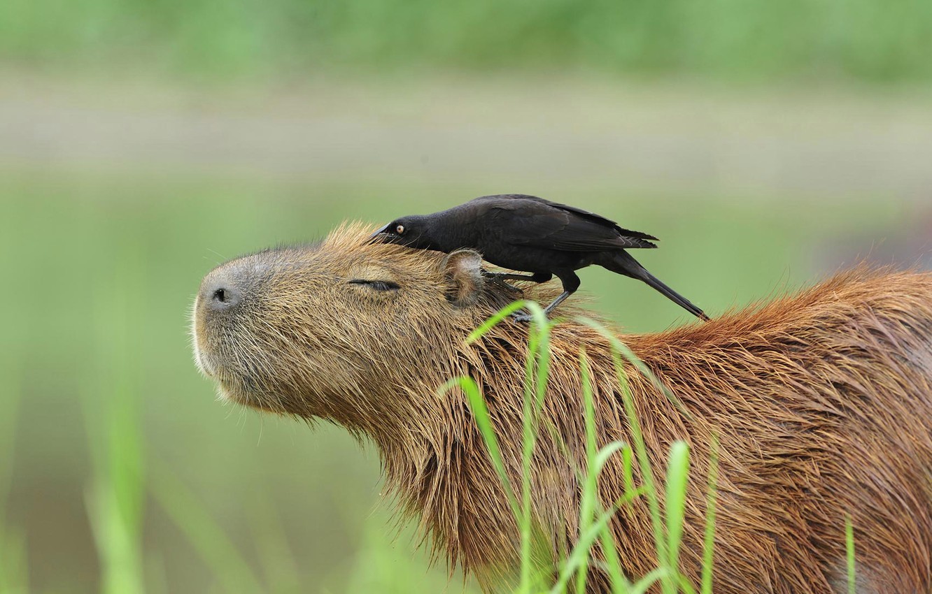 Photo Wallpaper Brazil, The Capybara, The Pantanal, - Воловья Птица , HD Wallpaper & Backgrounds