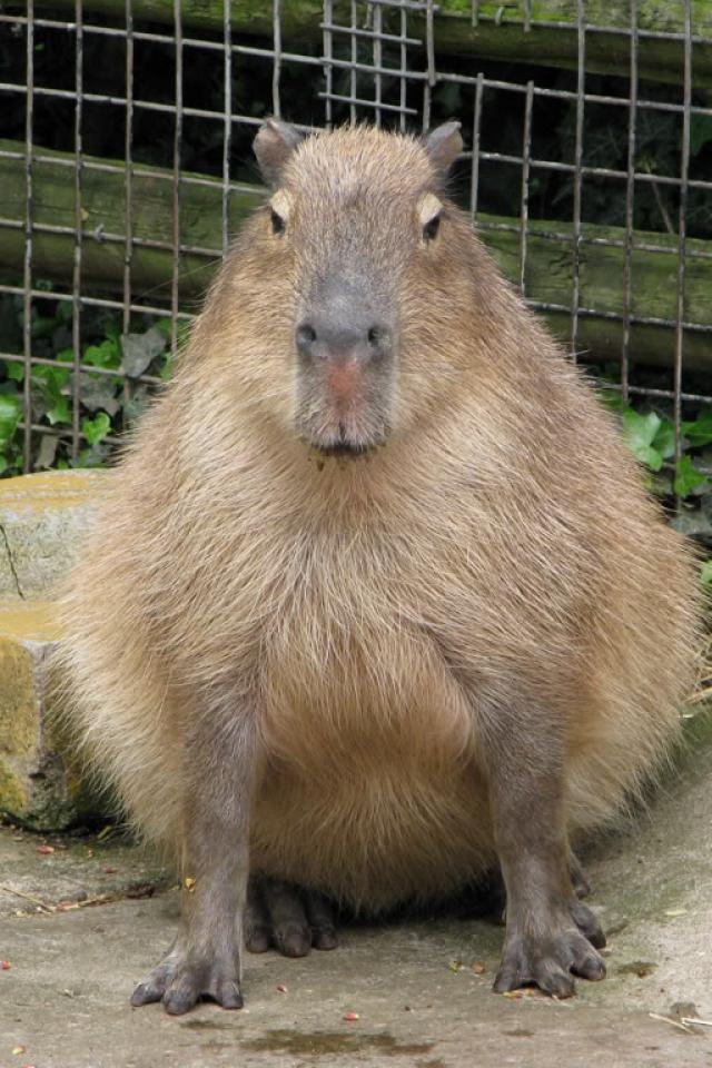 Download Wallpaper Latest Capybara - Capybara That Look Like Nadal , HD Wallpaper & Backgrounds