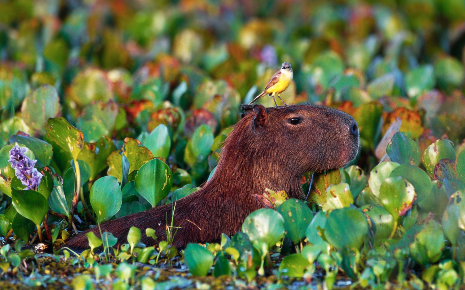 Free Capybara Wallpapers , HD Wallpaper & Backgrounds