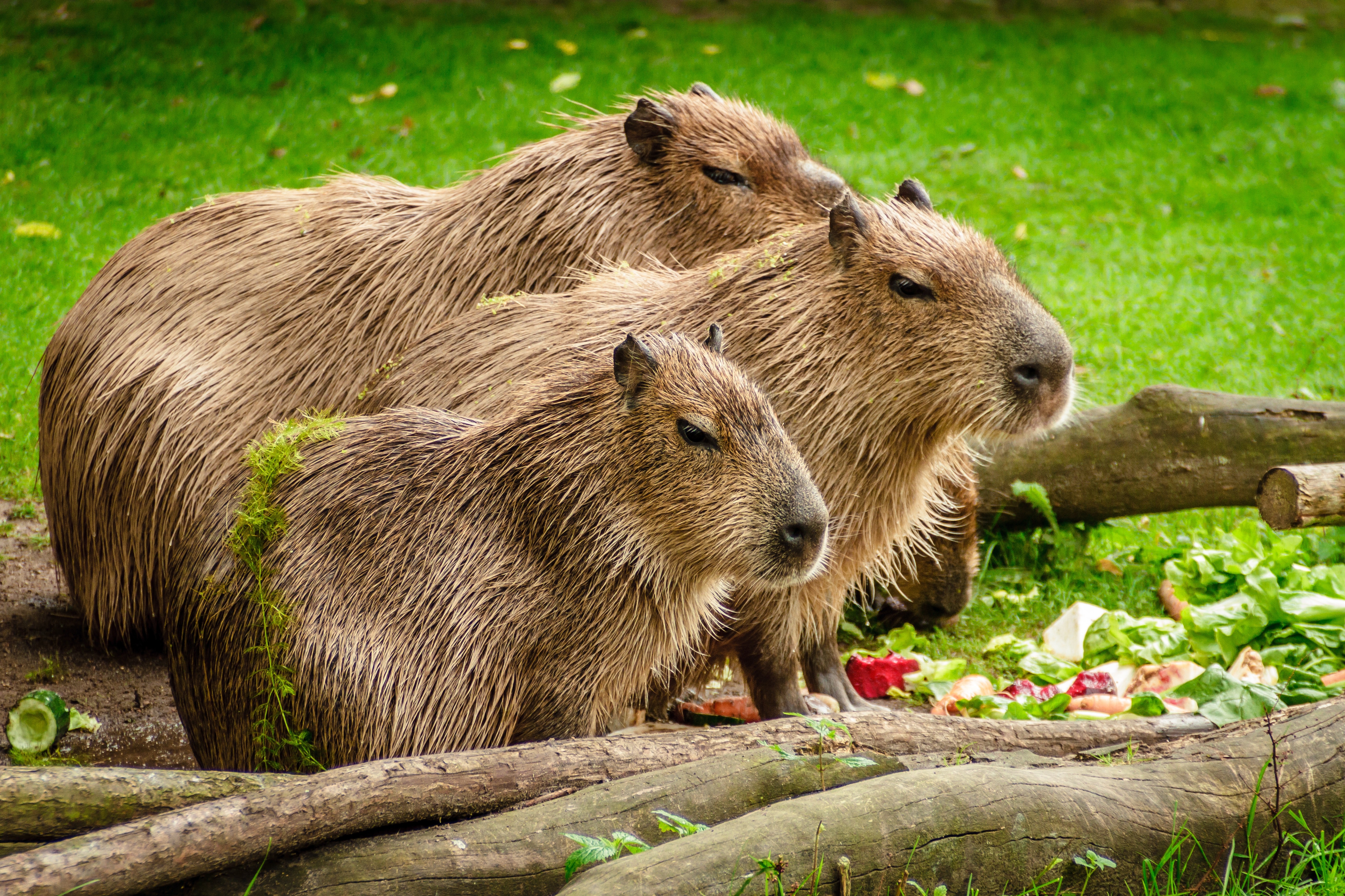 Brown Capybara - Do Capybaras Eat , HD Wallpaper & Backgrounds