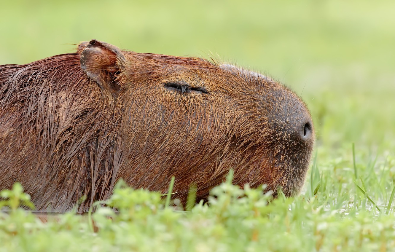 Photo Wallpaper Nature, Background, The Capybara, Capybara - Capybara , HD Wallpaper & Backgrounds