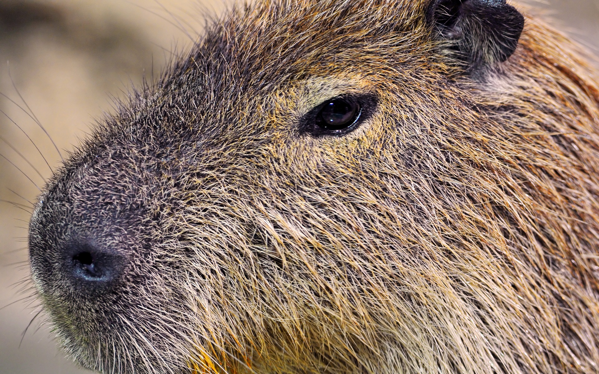 Capybara Closeup - Punxsutawney Phil , HD Wallpaper & Backgrounds