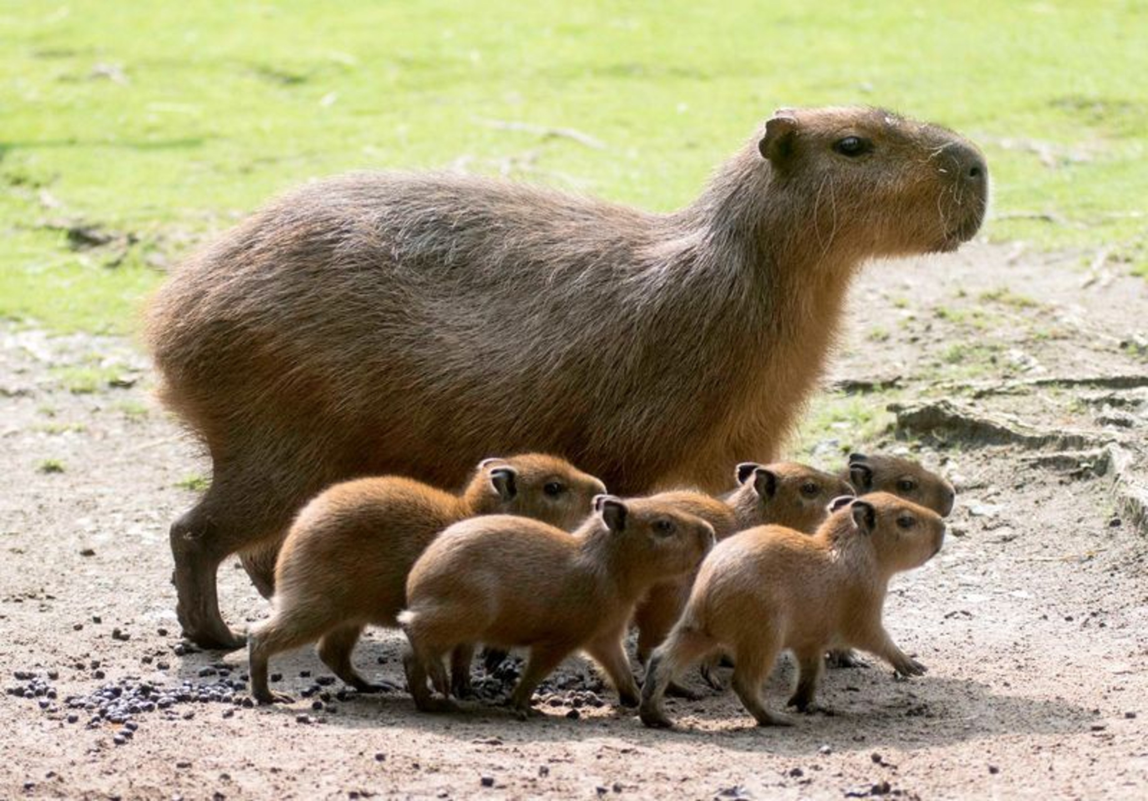 Mobiles Qhd - Baby Capybara , HD Wallpaper & Backgrounds