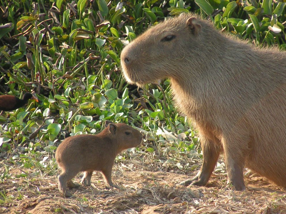 Capybaras, Giant Rodents Native To South America, Could - Invasive Species In Florida , HD Wallpaper & Backgrounds