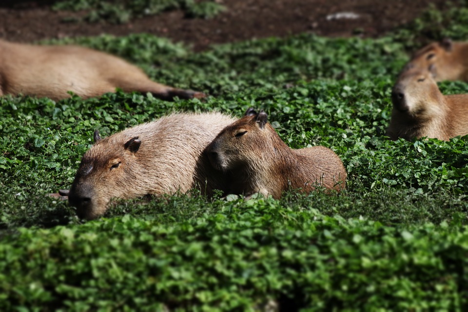 Capybara, Rodent, Chigüire, Animal - Wild Capybara , HD Wallpaper & Backgrounds