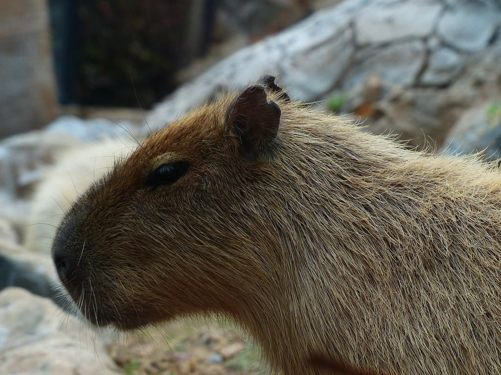 Capybara Animal Hydrochoerus Hydrochaeris, Animals - Capybara , HD Wallpaper & Backgrounds