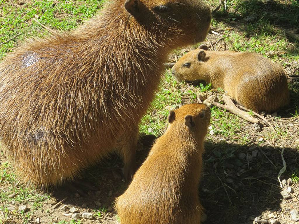 Toronto Zoo Holds Naming Contest For Three Capybara - Toronto Cappy Babies , HD Wallpaper & Backgrounds