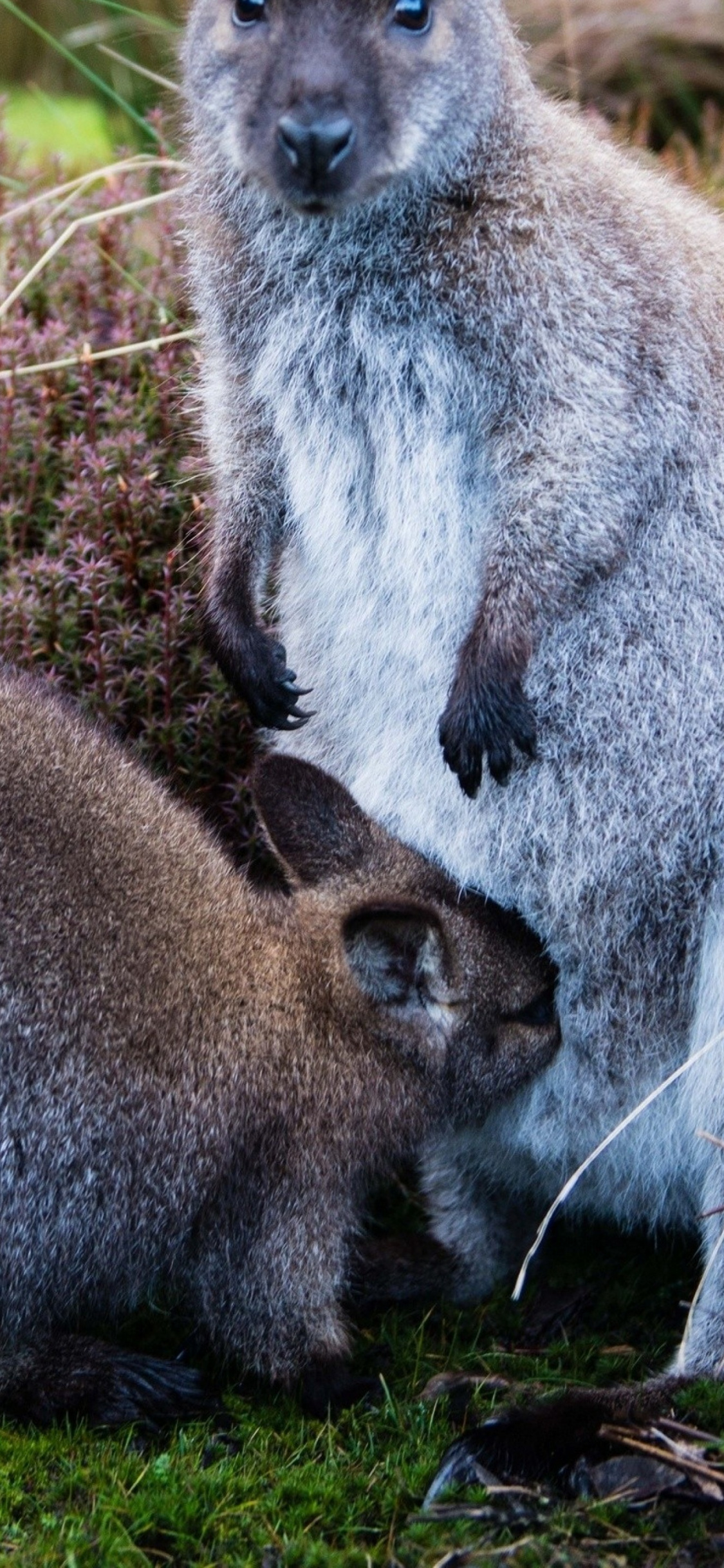 Terrestrial Animal, Grasses, Wallaby, Wildlife, Grass - Kangaroo , HD Wallpaper & Backgrounds