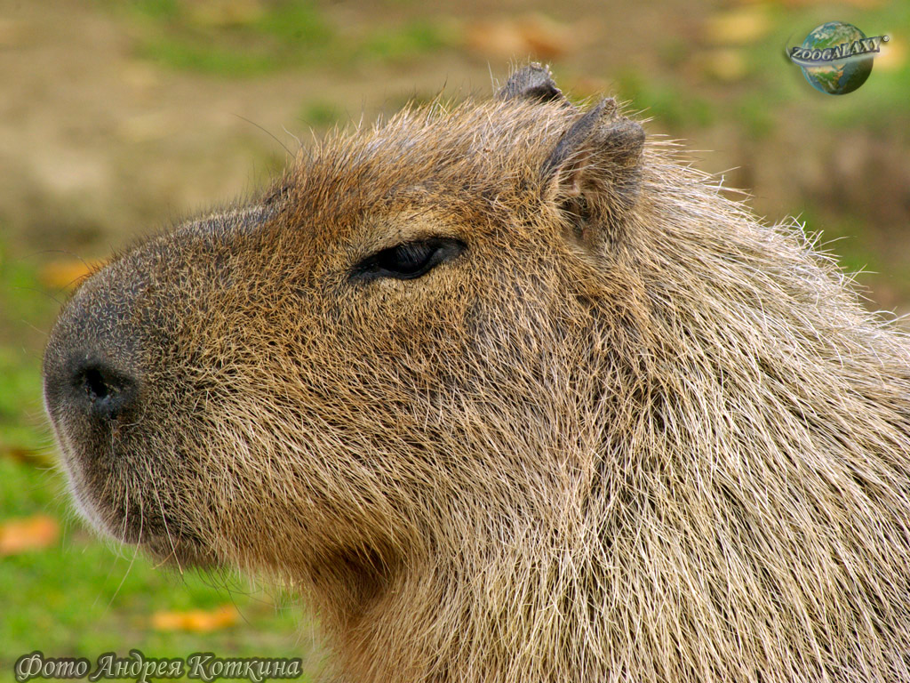 Фото Capybara - Punxsutawney Phil , HD Wallpaper & Backgrounds