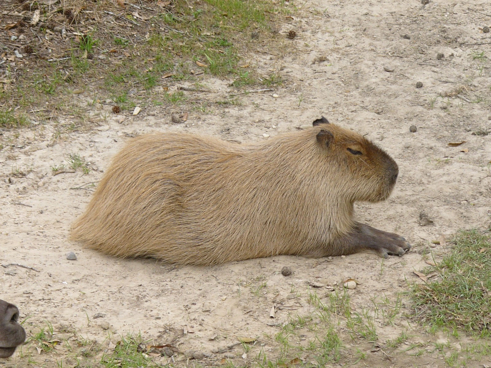 Capybara - South America Zoo Animals , HD Wallpaper & Backgrounds