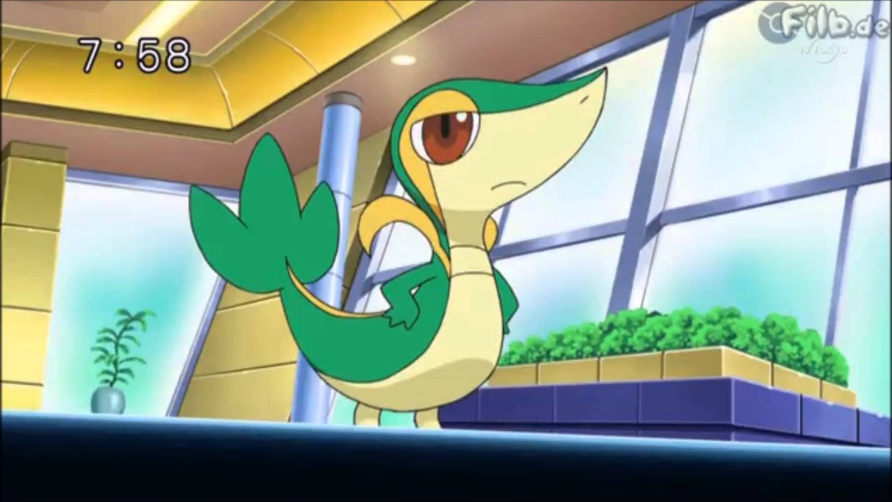 Did You Know - Pokemon Black And White Rival Destinies Snivy , HD Wallpaper & Backgrounds