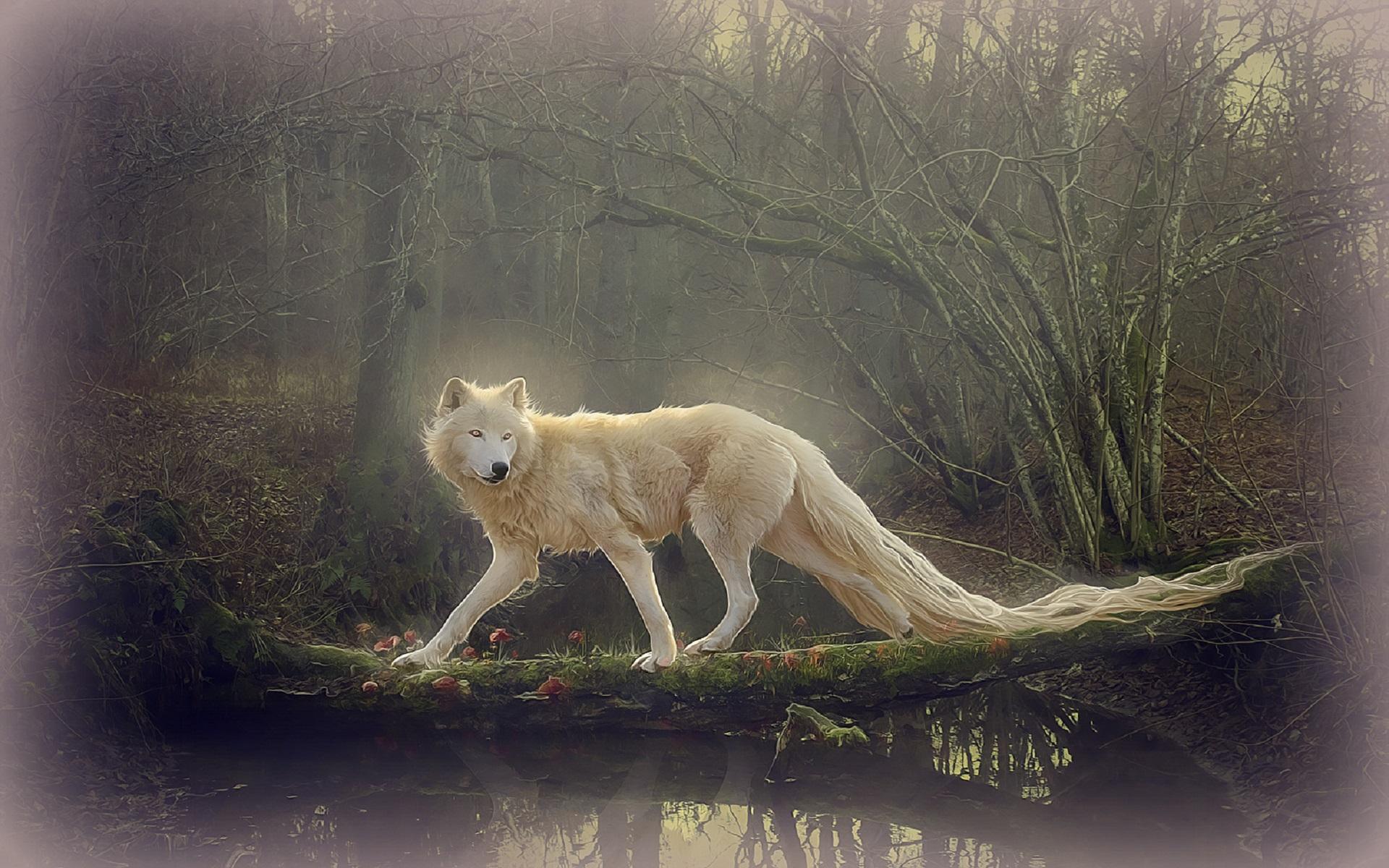 White Wolf Wallpaper Cover , HD Wallpaper & Backgrounds